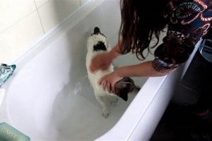 DIY Flea Bath for Dogs: Natural & Effective Flea Relief The DIY Hub: Creative Crafts, Repairs & Life Hacks DIY Flea Bath for Dogs: Natural & Effective Flea Relief | The DIY Hub: Creative Crafts, Repairs & Life Hacks