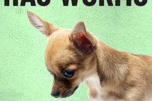 Natural DIY Dewormer for Dogs: Safe &amp; Effective Guide | The DIY Hub: Creative Crafts, Repairs & Life Hacks
