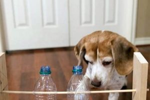 DIY Dog Enrichment Ideas: Fun & Easy Projects | The DIY Hub: Creative Crafts, Repairs & Life Hacks
