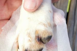 Easy DIY Dog Wipes Recipe: Clean Dogs Naturally | The DIY Hub: Creative Crafts, Repairs & Life Hacks