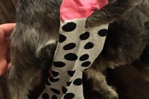 Easy DIY Dog Diaper Female Solution + Tips for a Comfy Fit | The DIY Hub: Creative Crafts, Repairs & Life Hacks