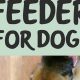 Easy DIY Slow Feeder for Dogs: Benefits & Plans | The DIY Hub: Creative Crafts, Repairs & Life Hacks