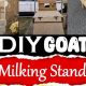 Build a Better DIY Goat Milking Stand: Plans & Tips! | The DIY Hub: Creative Crafts, Repairs & Life Hacks