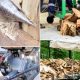 Build Your Own: DIY Wood Splitter Guide | The DIY Hub: Creative Crafts, Repairs & Life Hacks