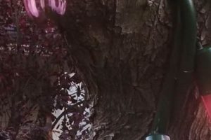 Easy DIY Giant Christmas Lights: Holiday Decor Fun! | The DIY Hub: Creative Crafts, Repairs & Life Hacks