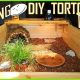 DIY Tortoise Table: Build Your Best Enclosure Guide! | The DIY Hub: Creative Crafts, Repairs & Life Hacks