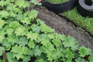 Easy DIY Garden Edging Ideas: On A Budget + More! The DIY Hub: Creative Crafts, Repairs & Life Hacks Easy DIY Garden Edging Ideas: On A Budget + More! | The DIY Hub: Creative Crafts, Repairs & Life Hacks