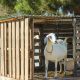 Easy DIY Goat Pen Ideas: Plans & Designs | The DIY Hub: Creative Crafts, Repairs & Life Hacks