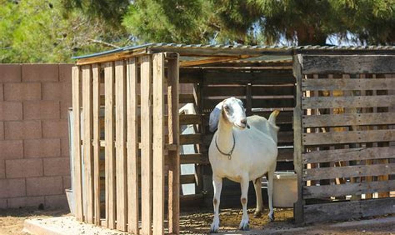 Easy DIY Goat Pen Ideas: Plans & Designs The DIY Hub: Creative Crafts, Repairs & Life Hacks Easy DIY Goat Pen Ideas: Plans & Designs | The DIY Hub: Creative Crafts, Repairs & Life Hacks