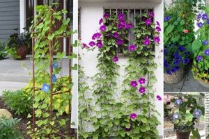 DIY Morning Glory Trellis Ideas: Garden Designs You'll Love | The DIY Hub: Creative Crafts, Repairs & Life Hacks