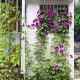 DIY Morning Glory Trellis Ideas: Garden Designs You'll Love | The DIY Hub: Creative Crafts, Repairs & Life Hacks