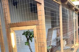Best Catio Ideas DIY Guide: Plans & Tips! The DIY Hub: Creative Crafts, Repairs & Life Hacks Best Catio Ideas DIY Guide: Plans & Tips! | The DIY Hub: Creative Crafts, Repairs & Life Hacks