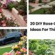 Easy DIY Rose Garden Ideas: Designs & Tips | The DIY Hub: Creative Crafts, Repairs & Life Hacks