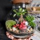 Build Your Own: DIY Kit Terrarium Garden! | The DIY Hub: Creative Crafts, Repairs & Life Hacks