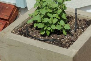 Easy DIY Concrete Planters: A Beginner's Guide The DIY Hub: Creative Crafts, Repairs & Life Hacks Easy DIY Concrete Planters: A Beginner's Guide | The DIY Hub: Creative Crafts, Repairs & Life Hacks