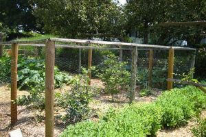 Easy DIY Blueberry Bush Enclosure: Plans & Protection The DIY Hub: Creative Crafts, Repairs & Life Hacks Easy DIY Blueberry Bush Enclosure: Plans & Protection | The DIY Hub: Creative Crafts, Repairs & Life Hacks
