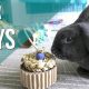 Fun & Safe DIY Bunny Toys You Can Make Today! | The DIY Hub: Creative Crafts, Repairs & Life Hacks