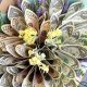Make a Stunning DIY Money Bouquet Gift + Tips | The DIY Hub: Creative Crafts, Repairs & Life Hacks