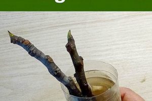 Easy DIY Rooting Hormone: Recipes & Tips The DIY Hub: Creative Crafts, Repairs & Life Hacks Easy DIY Rooting Hormone: Recipes & Tips | The DIY Hub: Creative Crafts, Repairs & Life Hacks