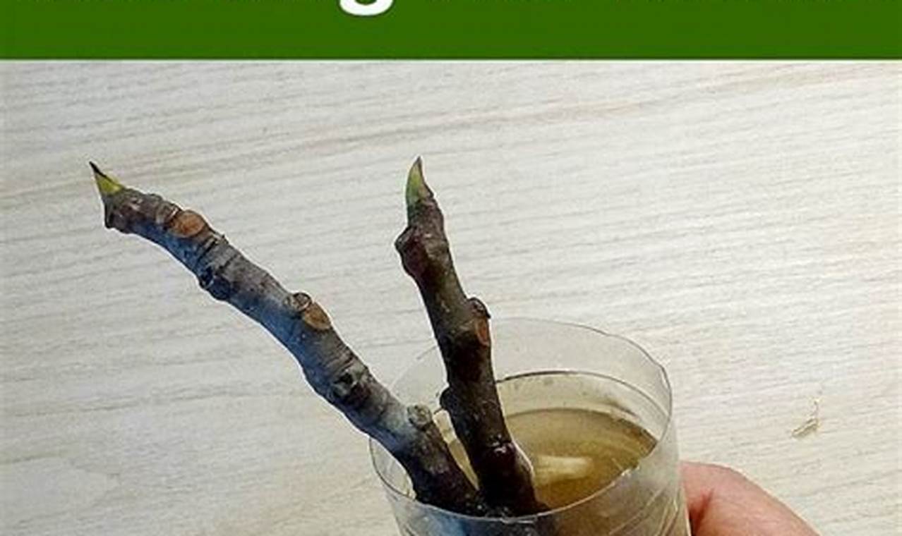 Easy DIY Rooting Hormone: Recipes & Tips The DIY Hub: Creative Crafts, Repairs & Life Hacks Easy DIY Rooting Hormone: Recipes & Tips | The DIY Hub: Creative Crafts, Repairs & Life Hacks