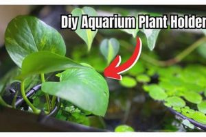 Easy DIY Aquarium Plant Holder Guide: Boost Your Aquascape! The DIY Hub: Creative Crafts, Repairs & Life Hacks Easy DIY Aquarium Plant Holder Guide: Boost Your Aquascape! | The DIY Hub: Creative Crafts, Repairs & Life Hacks