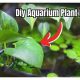 Easy DIY Aquarium Plant Holder Guide: Boost Your Aquascape! | The DIY Hub: Creative Crafts, Repairs & Life Hacks