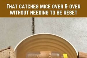 Easy DIY Rodent Trap Guide: Build Your Own! The DIY Hub: Creative Crafts, Repairs & Life Hacks Easy DIY Rodent Trap Guide: Build Your Own! | The DIY Hub: Creative Crafts, Repairs & Life Hacks