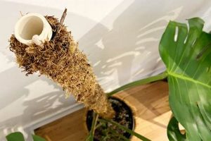 Easy DIY Moss Pole Guide: Support Your Plants! The DIY Hub: Creative Crafts, Repairs & Life Hacks Easy DIY Moss Pole Guide: Support Your Plants! | The DIY Hub: Creative Crafts, Repairs & Life Hacks
