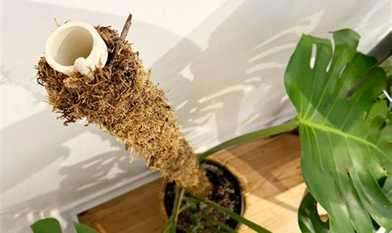 Easy DIY Moss Pole Guide: Support Your Plants! The DIY Hub: Creative Crafts, Repairs & Life Hacks Easy DIY Moss Pole Guide: Support Your Plants! | The DIY Hub: Creative Crafts, Repairs & Life Hacks