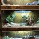 Build Your Own: DIY Reptile Enclosure Project Ideas | The DIY Hub: Creative Crafts, Repairs & Life Hacks