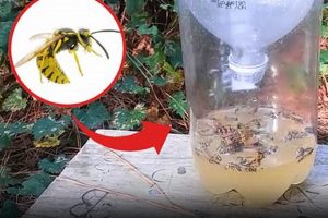 Build Your Own: DIY Yellow Jacket Trap That Works! The DIY Hub: Creative Crafts, Repairs & Life Hacks Build Your Own: DIY Yellow Jacket Trap That Works! | The DIY Hub: Creative Crafts, Repairs & Life Hacks