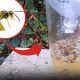 Build Your Own: DIY Yellow Jacket Trap That Works! | The DIY Hub: Creative Crafts, Repairs & Life Hacks