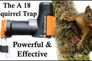 DIY Pest Control: A-18 Squirrel Eliminator Plans & Tips The DIY Hub: Creative Crafts, Repairs & Life Hacks DIY Pest Control: A-18 Squirrel Eliminator Plans & Tips | The DIY Hub: Creative Crafts, Repairs & Life Hacks