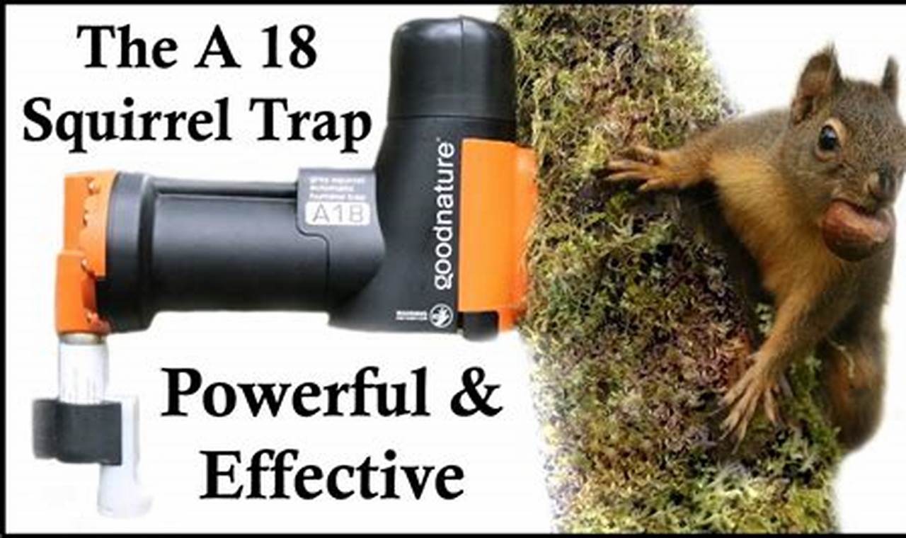 DIY Pest Control: A-18 Squirrel Eliminator Plans & Tips The DIY Hub: Creative Crafts, Repairs & Life Hacks DIY Pest Control: A-18 Squirrel Eliminator Plans & Tips | The DIY Hub: Creative Crafts, Repairs & Life Hacks
