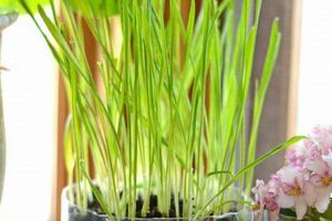 Easy DIY Chia Pet: A Fun & Green Project! The DIY Hub: Creative Crafts, Repairs & Life Hacks Easy DIY Chia Pet: A Fun & Green Project! | The DIY Hub: Creative Crafts, Repairs & Life Hacks