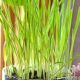 Easy DIY Chia Pet: A Fun & Green Project! | The DIY Hub: Creative Crafts, Repairs & Life Hacks