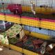Build Your Dream: DIY Cavy Cage Ideas & Guide | The DIY Hub: Creative Crafts, Repairs & Life Hacks