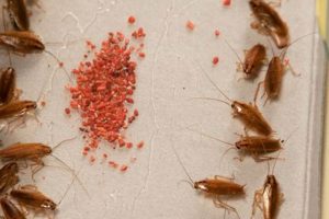 Easy DIY Roach Trap: Make Your Own Pest Control The DIY Hub: Creative Crafts, Repairs & Life Hacks Easy DIY Roach Trap: Make Your Own Pest Control | The DIY Hub: Creative Crafts, Repairs & Life Hacks
