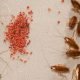 Easy DIY Roach Trap: Make Your Own Pest Control | The DIY Hub: Creative Crafts, Repairs & Life Hacks