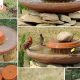 Easy DIY Bird Bath Fountain: Plans & Ideas | The DIY Hub: Creative Crafts, Repairs & Life Hacks
