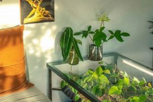 Build a Cheap DIY Indoor Greenhouse: Plans & Tips! The DIY Hub: Creative Crafts, Repairs & Life Hacks Build a Cheap DIY Indoor Greenhouse: Plans & Tips! | The DIY Hub: Creative Crafts, Repairs & Life Hacks