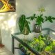 Build a Cheap DIY Indoor Greenhouse: Plans & Tips! | The DIY Hub: Creative Crafts, Repairs & Life Hacks