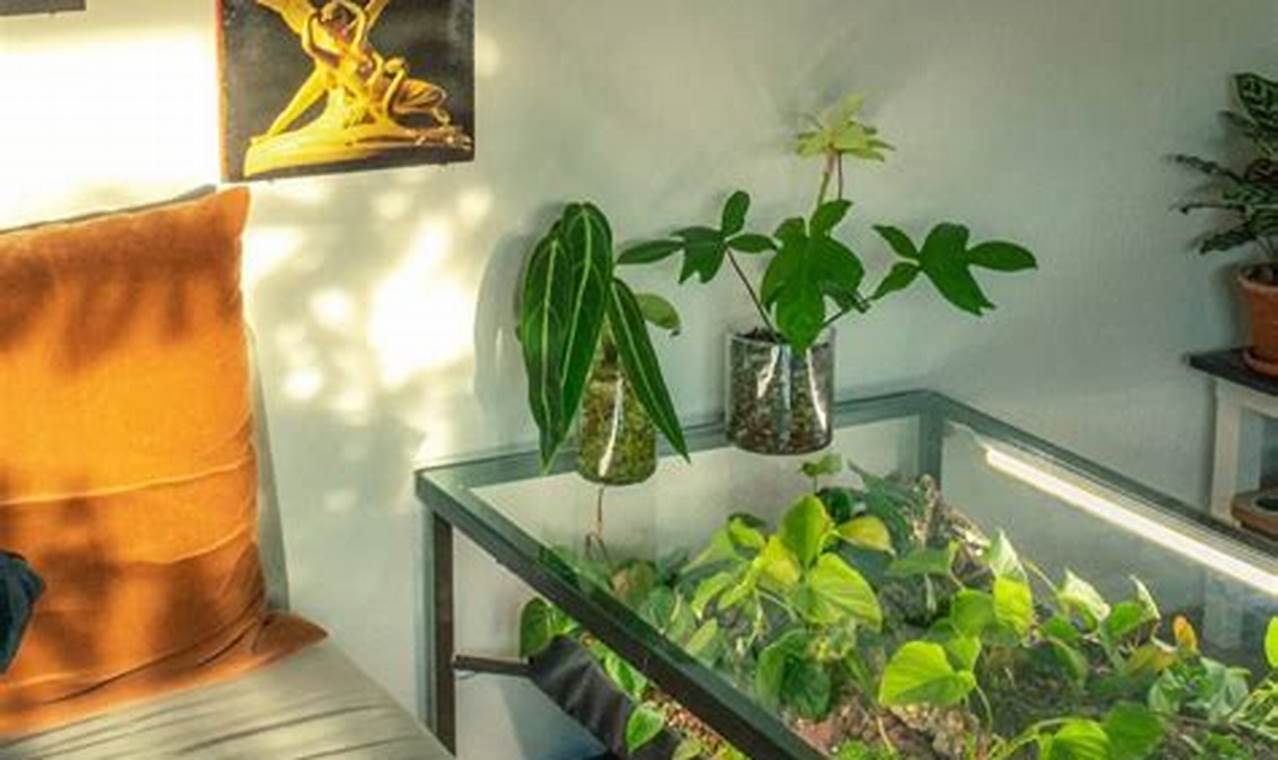 Build a Cheap DIY Indoor Greenhouse: Plans & Tips! The DIY Hub: Creative Crafts, Repairs & Life Hacks Build a Cheap DIY Indoor Greenhouse: Plans & Tips! | The DIY Hub: Creative Crafts, Repairs & Life Hacks