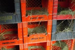 Build a Bird Sanctuary: DIY Nesting Box Plans & Tips The DIY Hub: Creative Crafts, Repairs & Life Hacks Build a Bird Sanctuary: DIY Nesting Box Plans & Tips | The DIY Hub: Creative Crafts, Repairs & Life Hacks