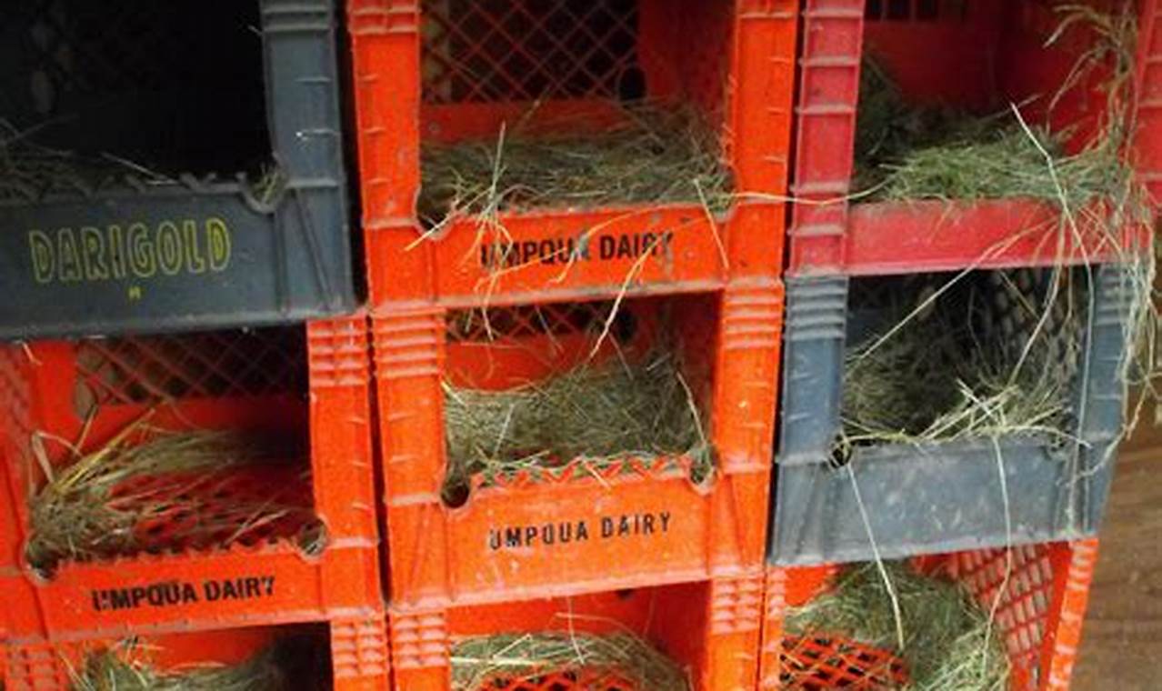 Build a Bird Sanctuary: DIY Nesting Box Plans & Tips The DIY Hub: Creative Crafts, Repairs & Life Hacks Build a Bird Sanctuary: DIY Nesting Box Plans & Tips | The DIY Hub: Creative Crafts, Repairs & Life Hacks