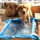 Build a DIY Dog Pool: Easy & Fun Plans! | The DIY Hub: Creative Crafts, Repairs & Life Hacks