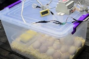 Build a Backyard Diy Egg Incubator: Plans & Hatching! The DIY Hub: Creative Crafts, Repairs & Life Hacks Build a Backyard Diy Egg Incubator: Plans & Hatching! | The DIY Hub: Creative Crafts, Repairs & Life Hacks