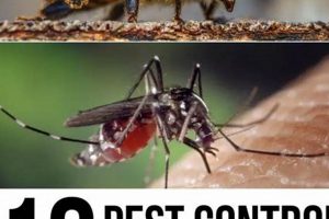 Easy & Best DIY Pest Control: Your Ultimate Guide The DIY Hub: Creative Crafts, Repairs & Life Hacks Easy & Best DIY Pest Control: Your Ultimate Guide | The DIY Hub: Creative Crafts, Repairs & Life Hacks