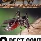 Easy & Best DIY Pest Control: Your Ultimate Guide | The DIY Hub: Creative Crafts, Repairs & Life Hacks