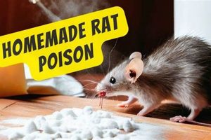 Easy DIY Rat Poison Recipes: Is It Worth It? | The DIY Hub: Creative Crafts, Repairs & Life Hacks